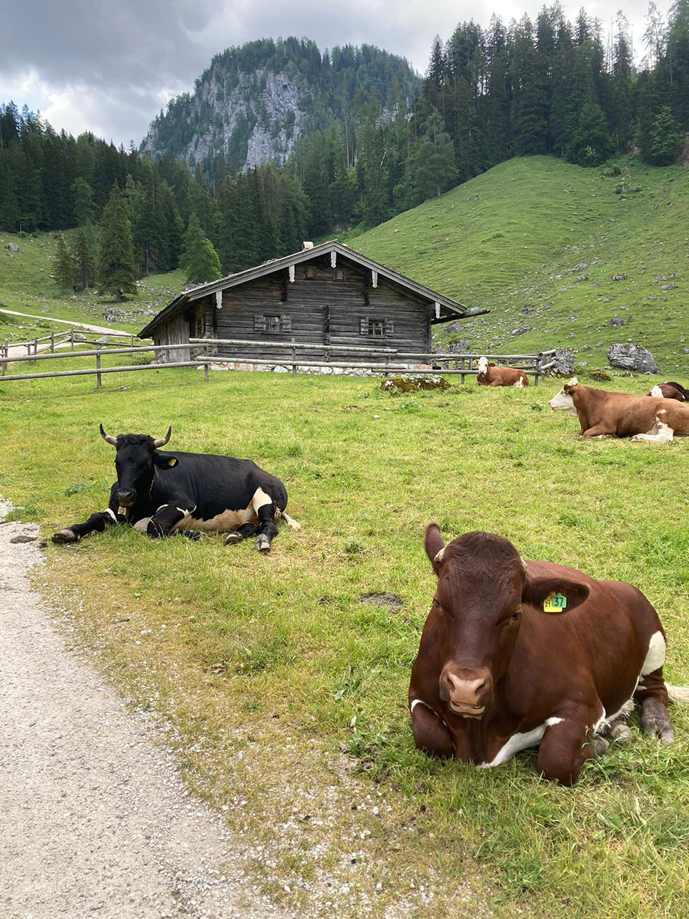 Kühe auf der Alm